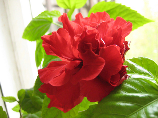 Комнатные растения.  Китайская роза. фото. фотография. картинка.  